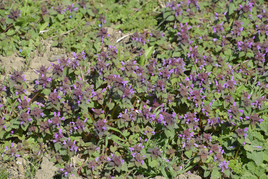 在花园里盛开的紫薇药用植物在花园里盛开的紫薇图片
