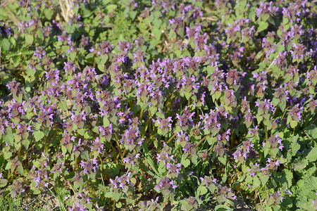 在花园里盛开的紫薇药用植物在花园里盛开的紫薇高清图片