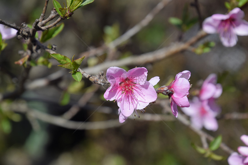 花园里露出野桃子春花树粉图片