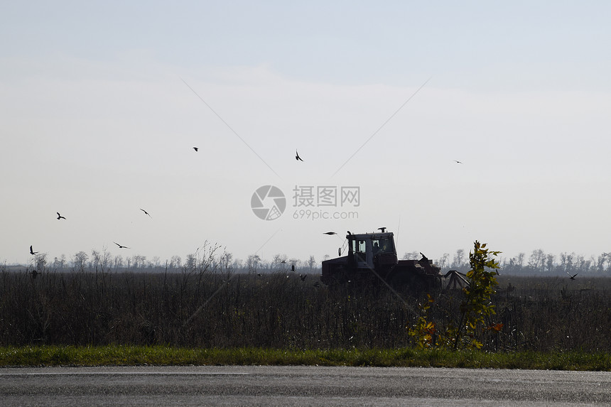 拖拉机在田里耕种乌鸦在他周围飞来去寻找食物拖拉机在田里耕种乌鸦在他周围飞去寻找食物图片