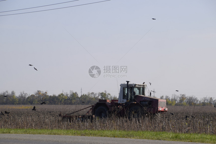 拖拉机在田里耕种乌鸦在他周围飞来去寻找食物拖拉机在田里耕种乌鸦在他周围飞去寻找食物图片