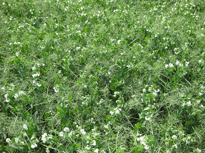 野外的青豆子花朵野外豆子图片