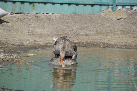 灰鹅是家养的人造池塘里的鹅是家养图片