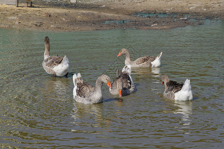 鸟取砂丘灰鹅是家养的人造池塘里的鹅是家养背景