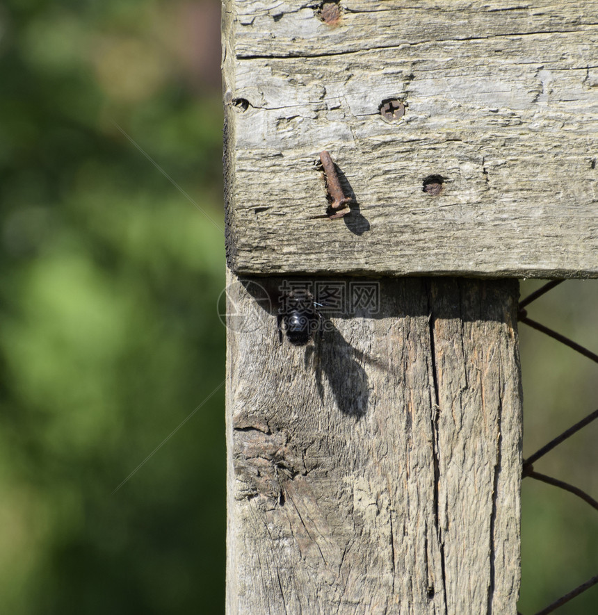 木制围栏上的大黑黄蜂毛昆虫图片