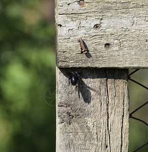 木制围栏上的大黑黄蜂毛昆虫图片