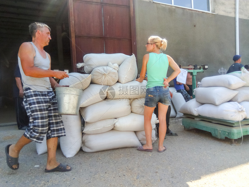 俄罗斯Elitnyy村2017年8月日向土地财产的共同投资者赠送谷物在仓库袋里买小麦和大在仓库里买小麦和大在仓库里买小麦和大图片