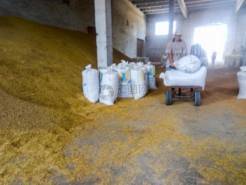 俄罗斯Elitnyy村2017年8月日储存大量麦和小在向消费者交付粮食之前储存谷物大量麦和小图片