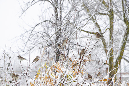 树枝上的麻雀冬季工作日草原上的常见麻雀草原上的常见麻雀图片