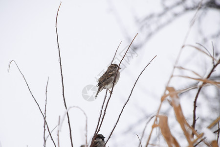 地带性树枝上的麻雀冬季工作日草原上的常见麻雀草原上的常见麻雀背景