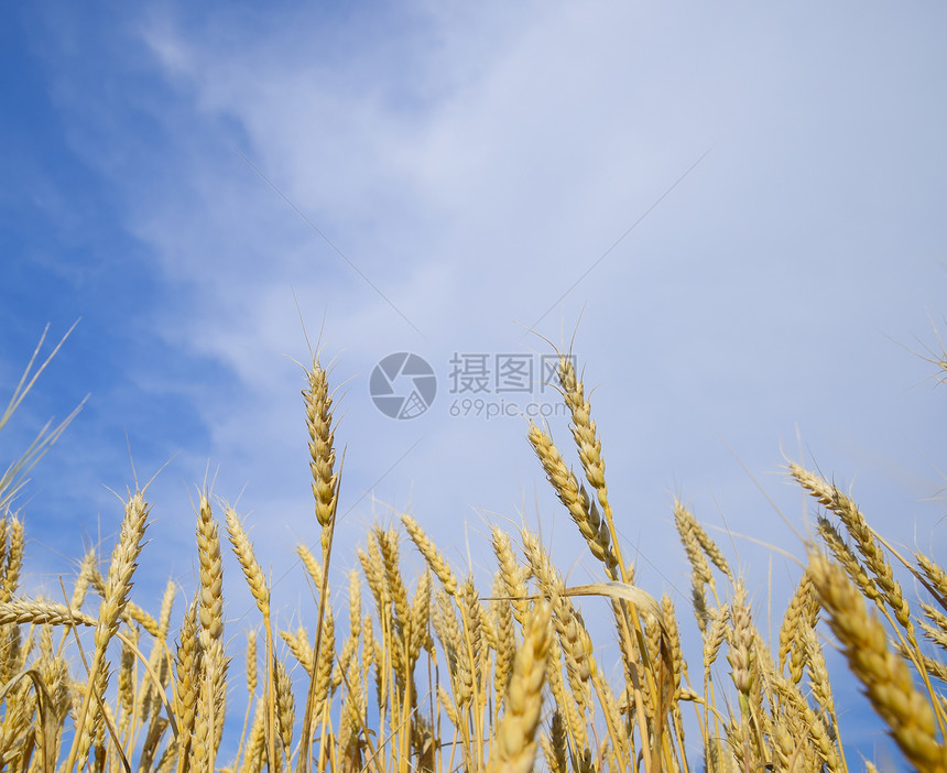 蓝天映衬下的麦穗成熟小麦蓝天映衬下的麦穗成熟小麦图片
