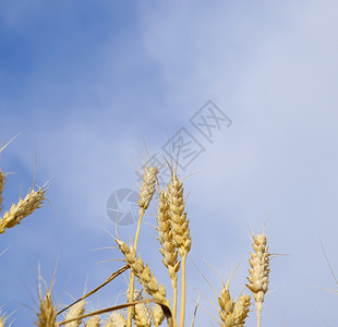 蓝天映衬下的麦穗成熟小麦蓝天映衬下的麦穗成熟小麦图片