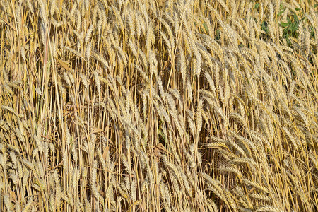 田间成熟的小麦小麦的小穗谷物的收成田间成熟的小麦小麦的小穗谷物的收成图片