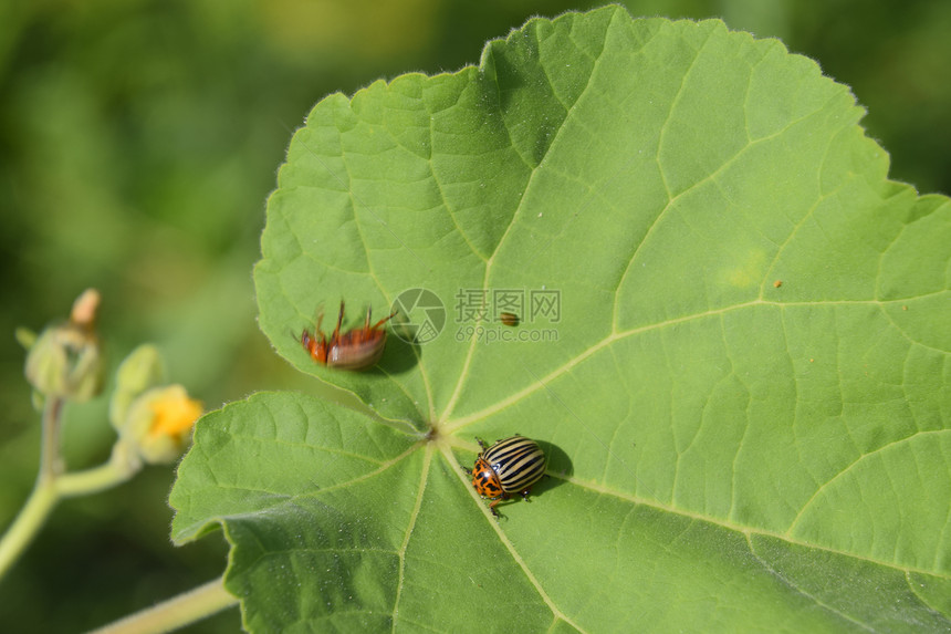 科罗拉多甲虫在植物叶上成年甲虫在植物叶上成年甲虫在科罗拉多上成年在科罗拉多蜜蜂上图片