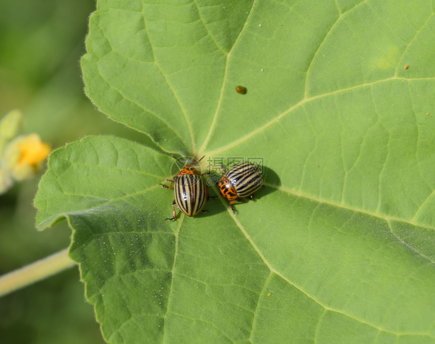 科罗拉多甲虫在植物叶上成年甲虫在植物叶上成年甲虫在科罗拉多上成年在科罗拉多蜜蜂上图片