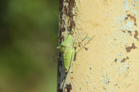伊索菲亚草原一只丛林蟋蟀趴在树干上高清图片