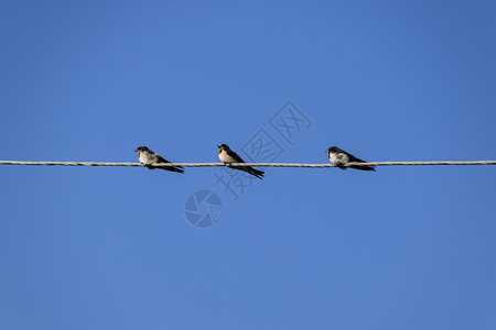 与电关的社会的燕子在电线上吞咽燕子在蓝天上吞咽燕子是普通的在蓝天上吞咽背景