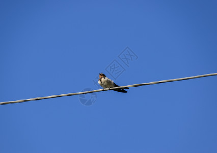 与电关的社会的燕子在电线上吞咽燕子在蓝天上吞咽燕子是普通的在蓝天上吞咽背景