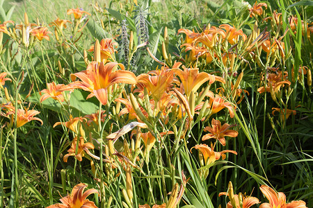 橙色百合花朵青草中的百合花朵图片