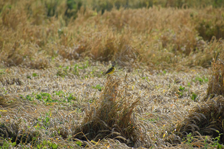 小麦耳朵上的黄肚子鸟小麦耳朵上的图片