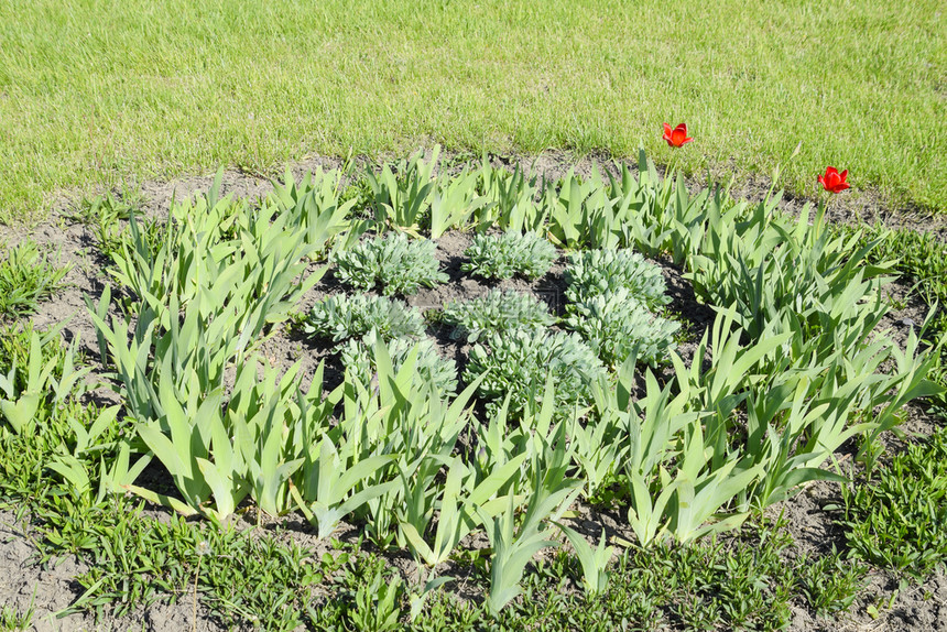 有鸢尾花郁金香的花坛绿色的花坛有鸢尾花郁金香的花坛绿色的花坛图片