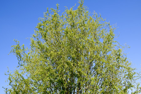 柳树迎着天空春天里一棵盛开的柳树柳树迎着天空春天里一棵盛开的柳树图片