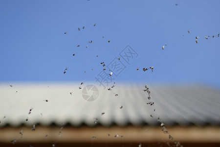 网里有翅膀的蚂蚁被蜘蛛网抓获被蚂蚁的蜘蛛网抓获图片
