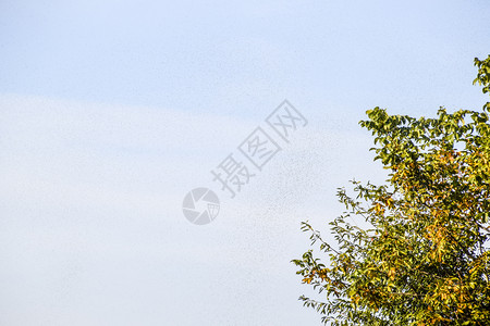空气中的蚂蚁群繁殖季节编织蚂蚁繁殖季节编织蚂蚁繁殖季节图片
