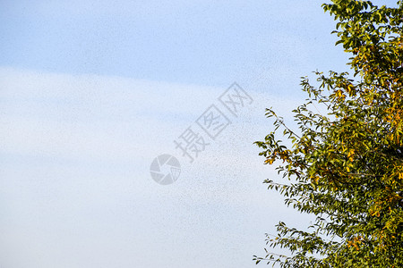 空气中的蚂蚁群繁殖季节编织蚂蚁繁殖季节编织蚂蚁繁殖季节图片