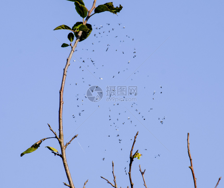 网里有翅膀的蚂蚁被蜘蛛网抓获被蚂蚁的蜘蛛网抓获图片