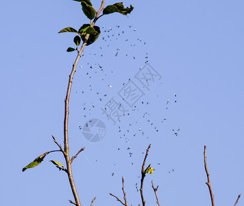 网里有翅膀的蚂蚁被蜘蛛网抓获被蚂蚁的蜘蛛网抓获图片