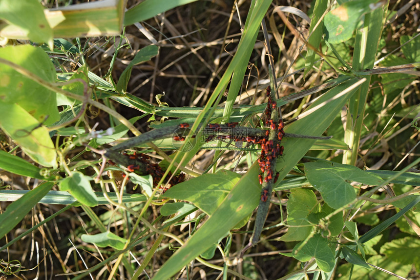 火虫交配和向后走春季自然火灾红色昆虫巨集草地的红虫图片