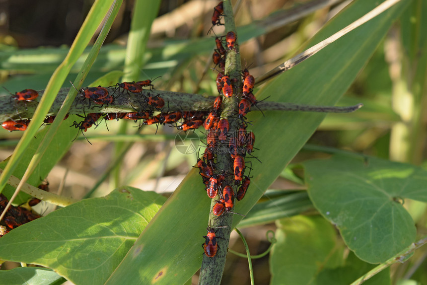 火虫交配和向后走春季自然火灾红色昆虫巨集草地的红虫图片