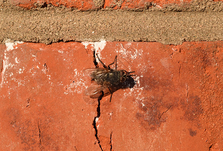 坐在砖墙上的胡佛苍蝇Diptera昆虫授粉植物Hoverfly坐在砖墙上背景图片