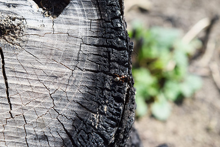 蚂蚁穿过烧焦的树桩在火灾后恢复森林中的生活蚂蚁穿过烧焦的树桩图片