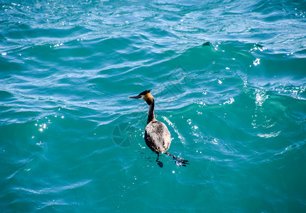 苍鹭在海水中漂浮水禽苍鹭在海水中漂浮水禽图片