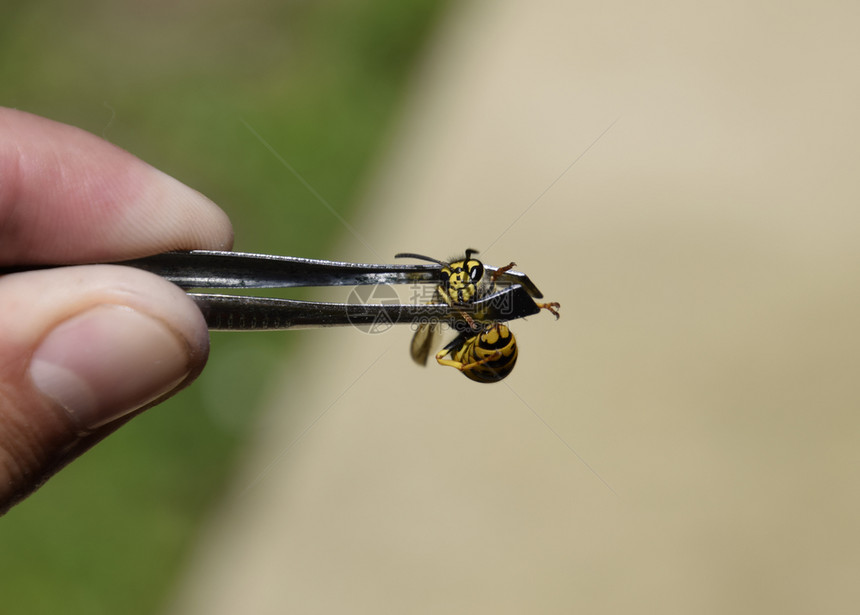 镊子上的普通黄蜂抓了一只黄蜂镊子上的普通黄蜂图片