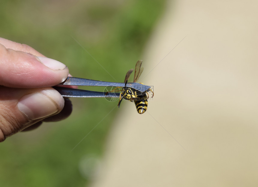 镊子上的普通黄蜂抓了一只黄蜂镊子上的普通黄蜂图片