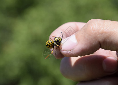 被捏的手指上常见黄蜂被抓高清图片