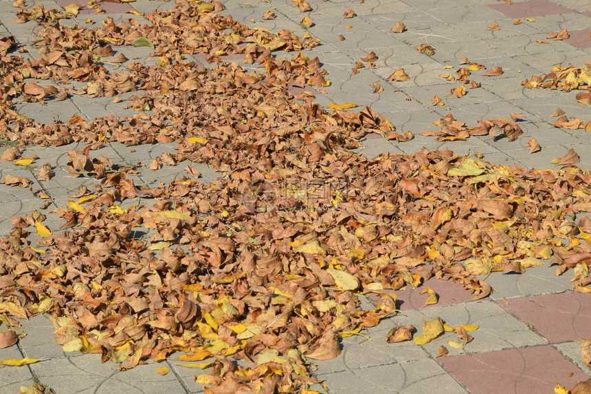 地上的叶子是黄色秋叶掉落图片