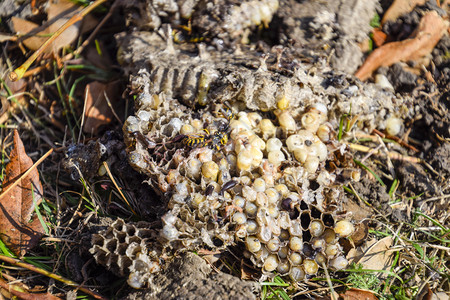 动物分层素材黄蜂的巢穴被摧毁黄蜂的巢穴在表面被挖出来黄蜂的巢和小幼崽被吞噬黄蜂的巢被摧毁背景