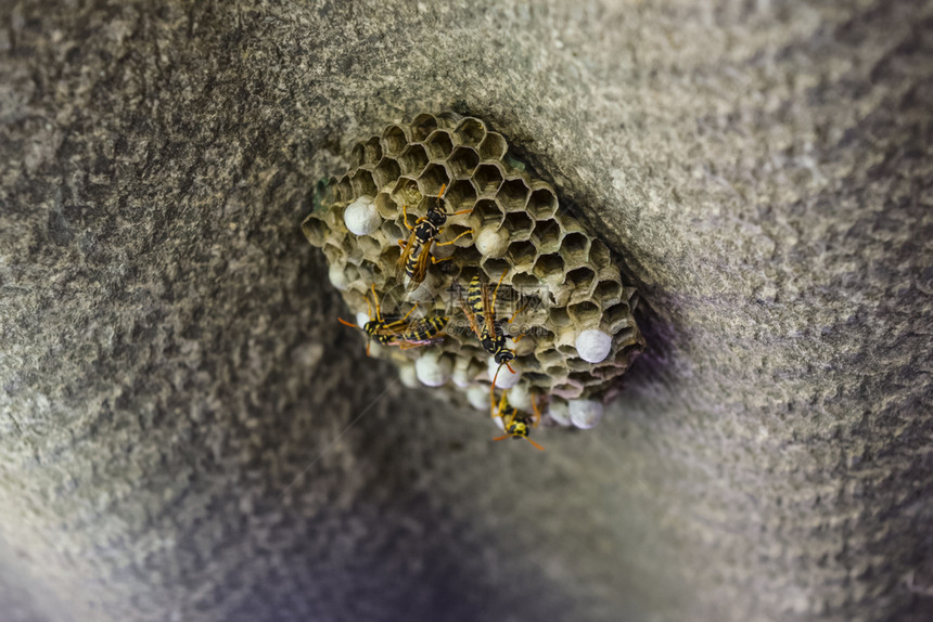 黄蜂窝巢由一群组成近距离接黄蜂窝巢图片