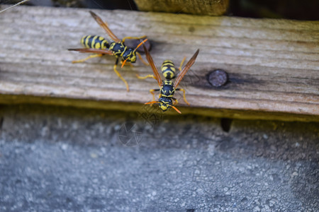 黄蜂抛光剂近距离拍摄的黄蜂家族的巢穴黄蜂抛光剂黄蜂科的巢图片