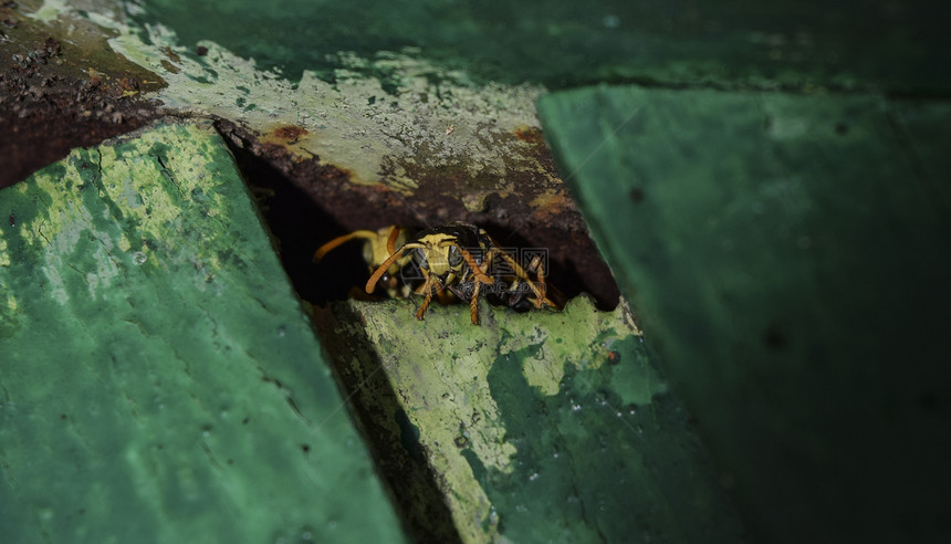 黄蜂是雄正在偷窥洞外黄蜂是的巢穴是从洞外偷看的黄蜂是图片