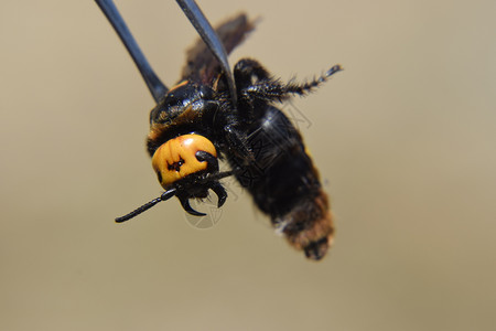 黄斑巨头蚴猛犸黄蜂大镊子上的黄蜂黄斑巨头蚴猛犸黄蜂高清图片