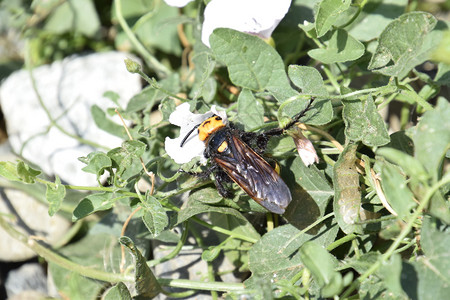 黄斑巨头蚴猛犸黄蜂花上的大黄蜂黄斑巨头蚴猛犸黄蜂图片