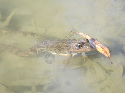 水中的青蛙本地栖息中的两动物水中的青蛙图片