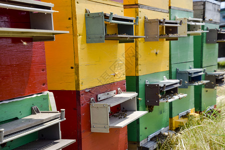 养蜂场里的蜂箱养蜂取蜜蜜蜂之家养蜂场里的蜂箱养蜂取蜜蜂房图片