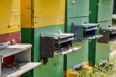 蜜蜂飞在巢入口处的托盘洞口蜜养的技术蜜繁殖巢入口处洞图片