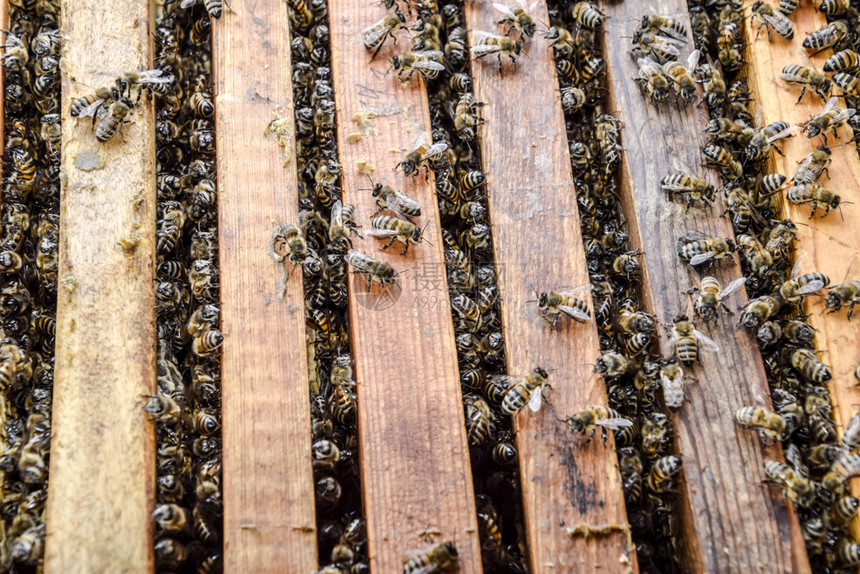 蜜蜂沿着巢爬行蜜们开巢窝里有蜜们沿着巢爬行蜜们图片